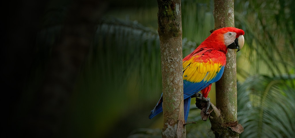 Discover Costa Rica's Caribbean Culture