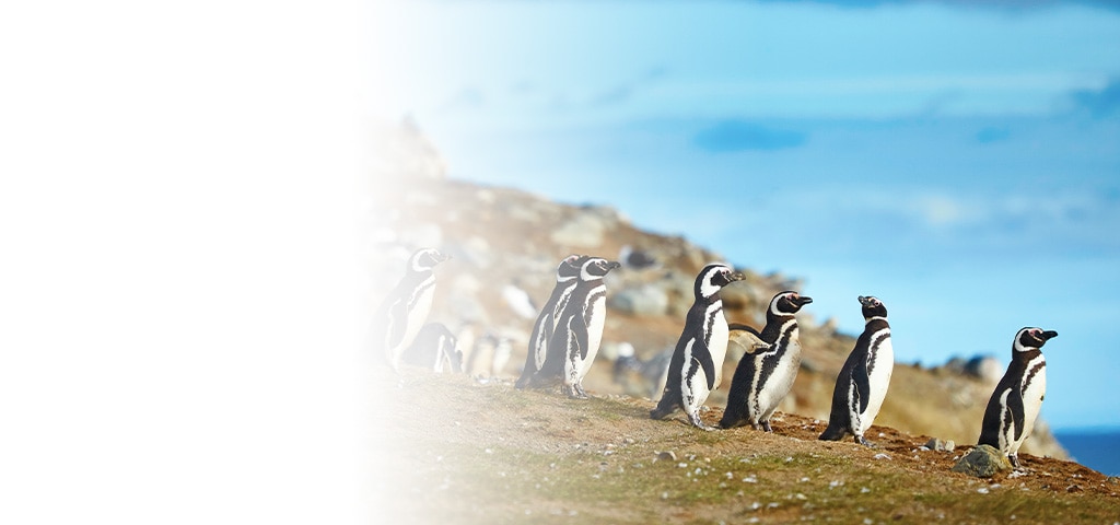 Birding Around the World: Penguins of South America