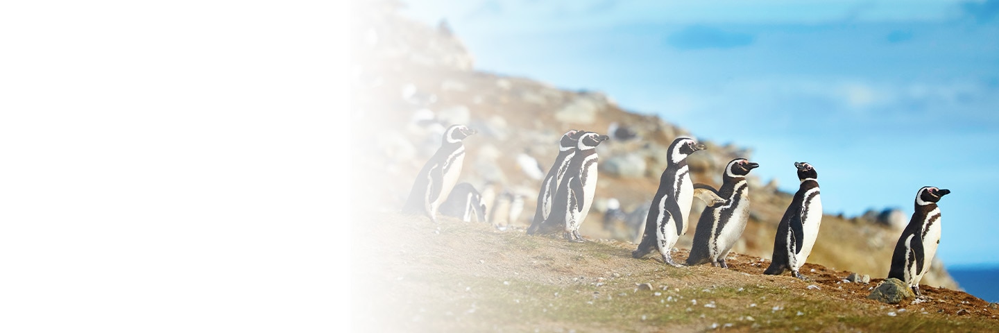 Birding Around the World: Penguins of South America