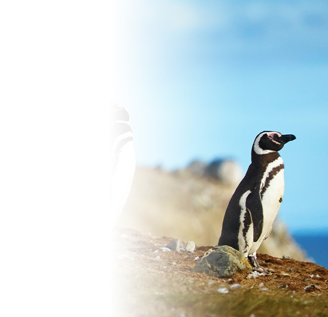 Birding Around the World: Penguins of South America