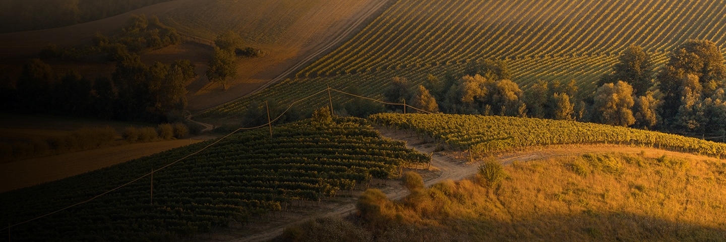 Epicurean Spotlight on Wine aboard Seven Seas Mariner®