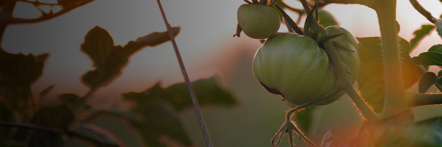 Fresh green tomatoes on the vine