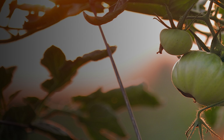 Fresh green tomatoes on the vine