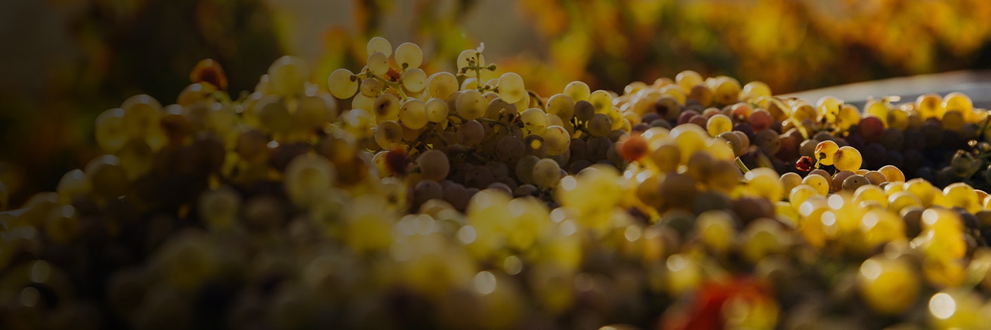 Grapes used for white wine