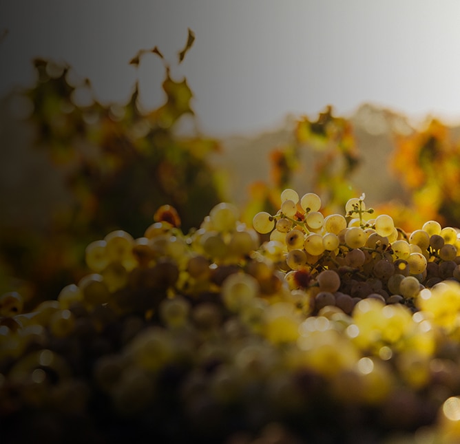 Grapes used for white wine