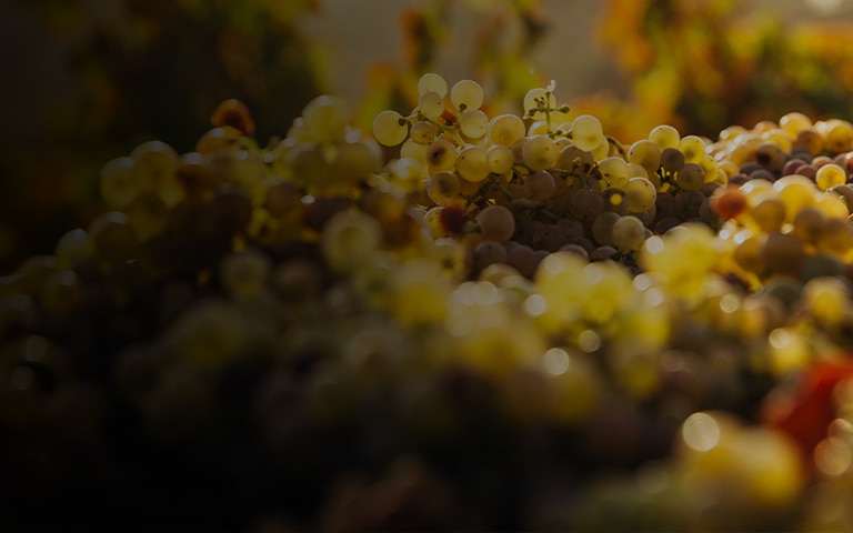Grapes used for white wine