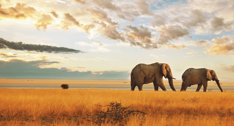 IMMERSIVE EXPLORATION™