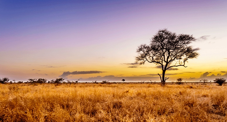 View Africa & Arabia Cruises