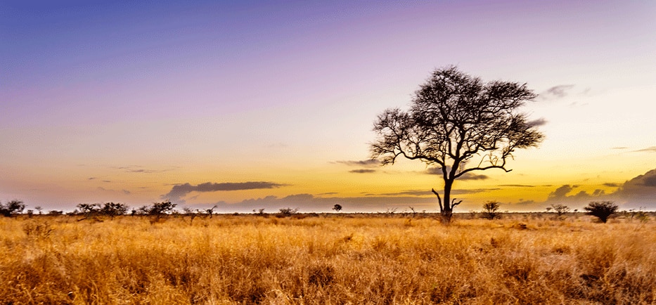 View Africa & Arabia Cruises