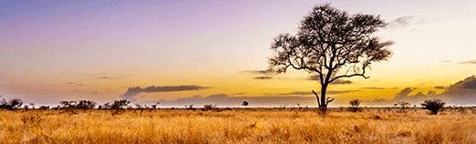 View Africa & Arabia Cruises