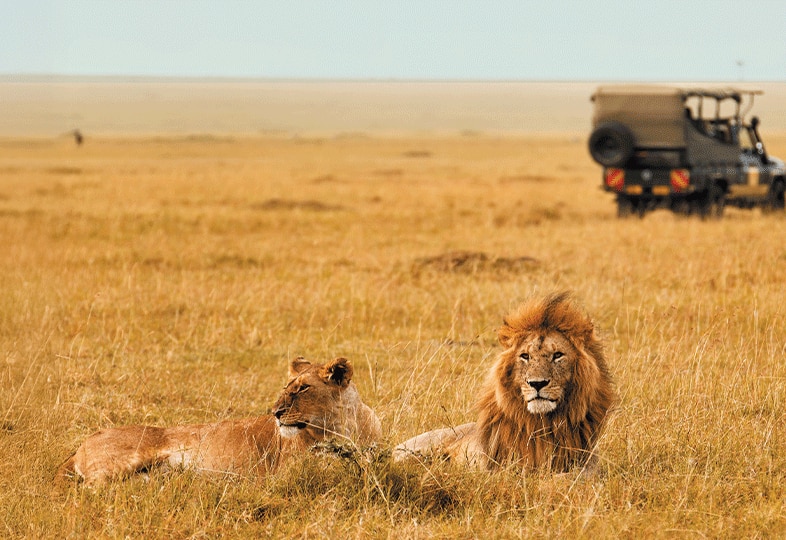 Lions on an African safari