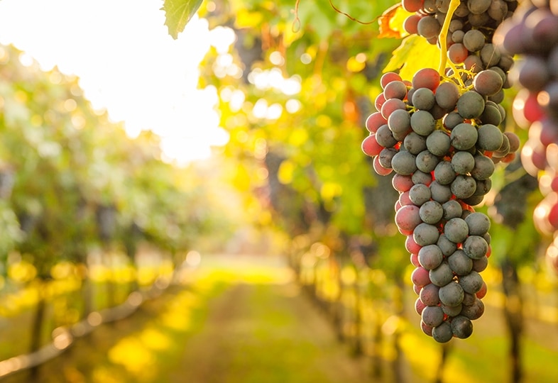 Red wine grapes