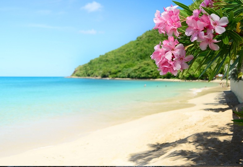 Beautiful flowers along the coast of beaches in Bridgetown, Barbados