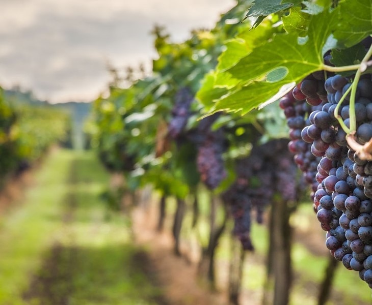 HONIG VINEYARD & WINERY