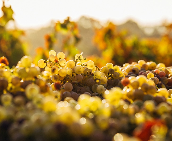 Spotlight on Wine with Honig Vineyard & Winery