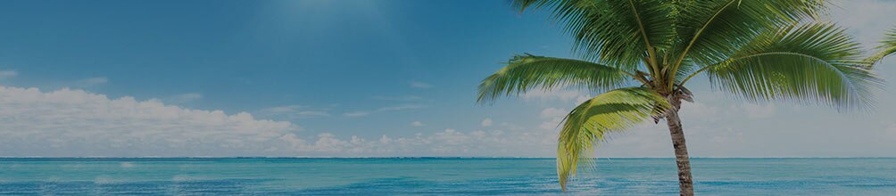 a palm tree on a sunny day in a white sand beach