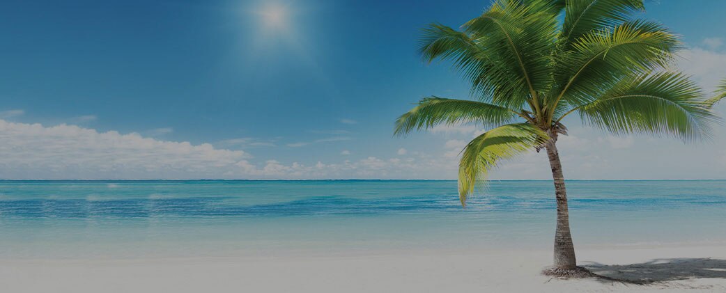 a palm tree on a sunny day in a white sand beach