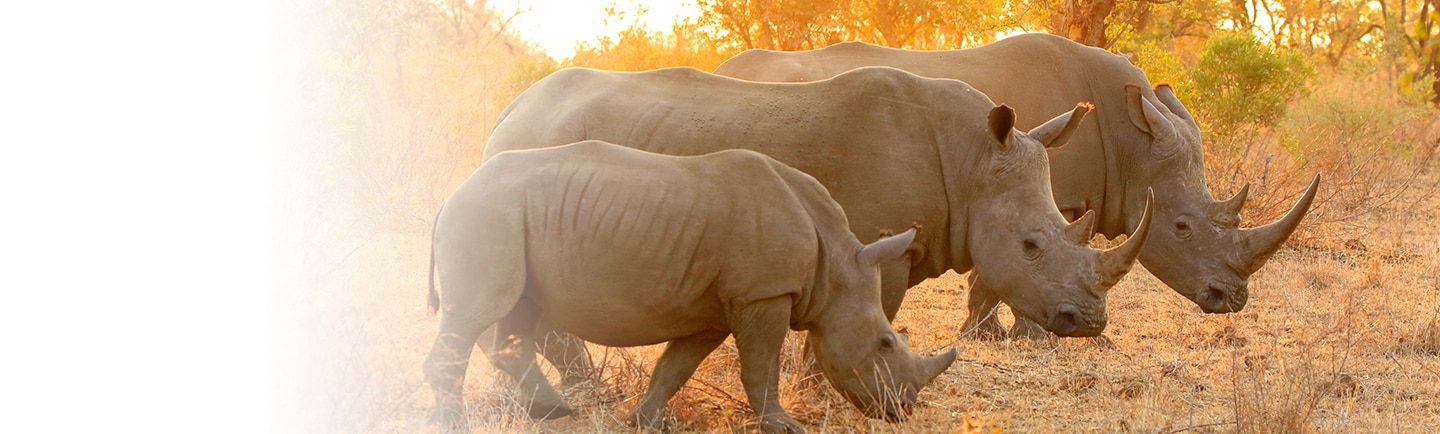 View Africa & Arabia Cruises