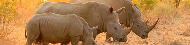 View Africa & Arabia Cruises