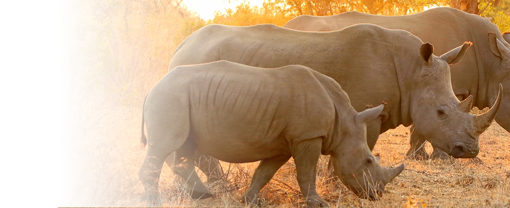 View Africa & Arabia Cruises