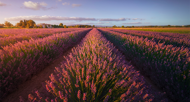 Provence region of France
