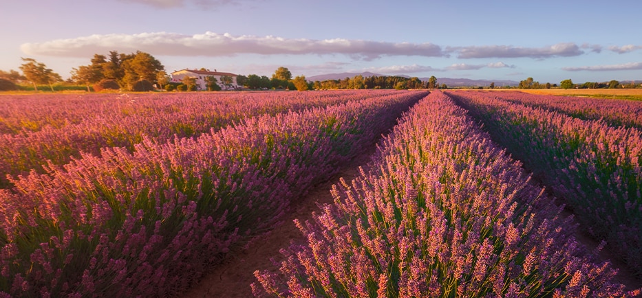 Provence region of France