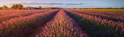 Provence region of France