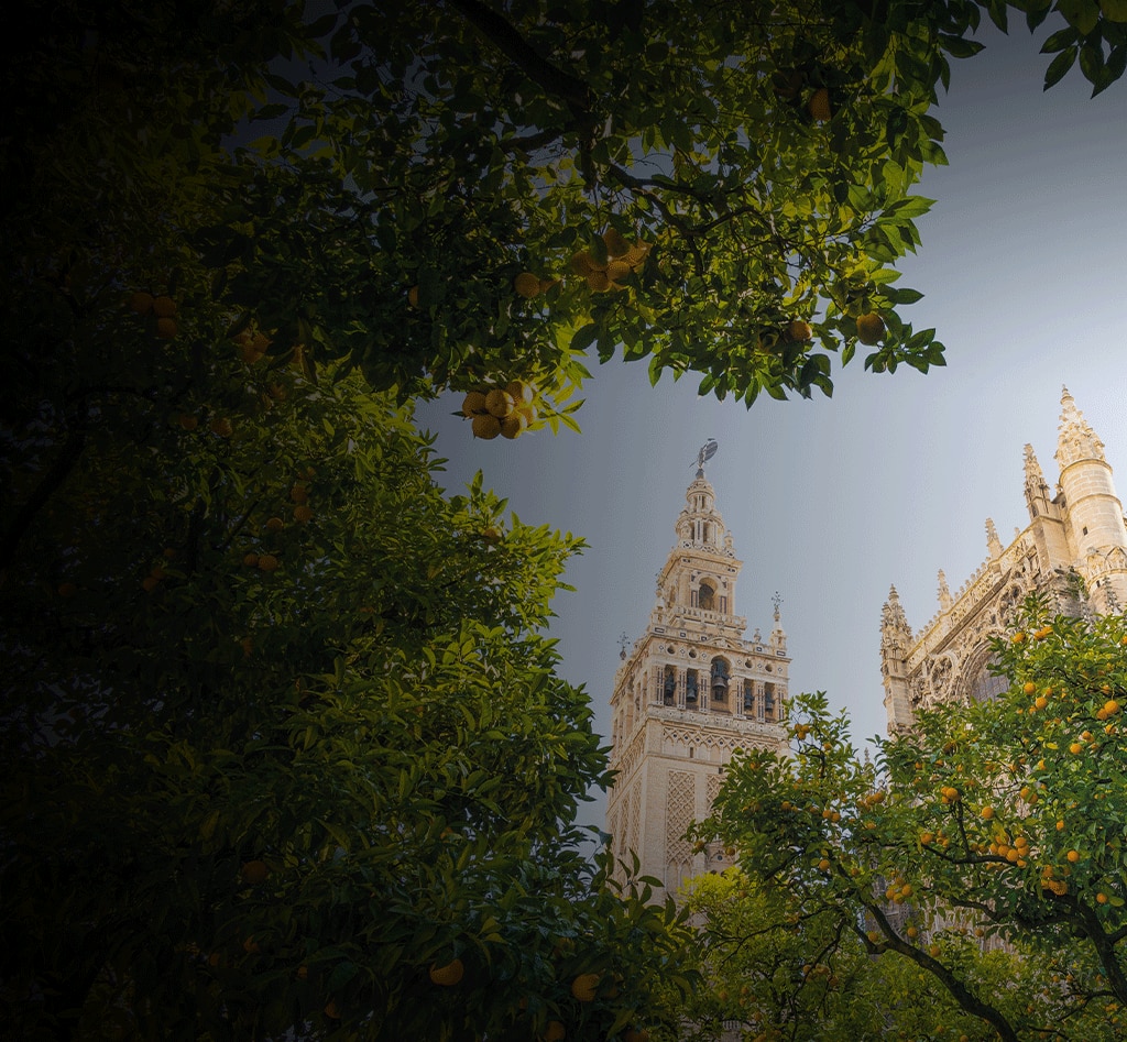 orange trees in Seville, Spain with plaza de espana views