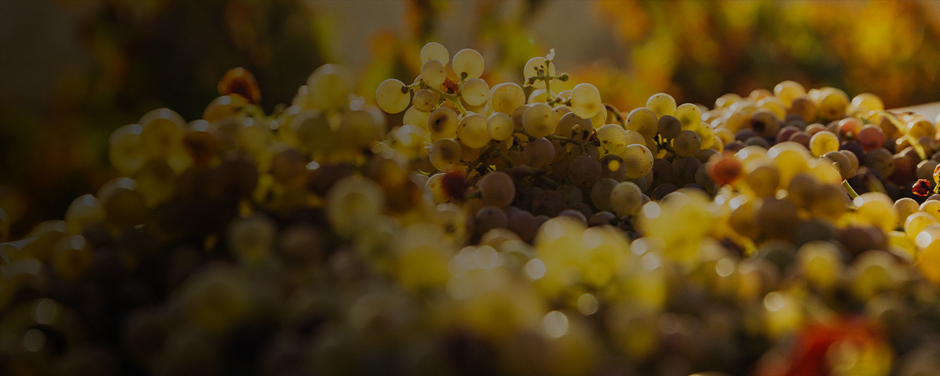 grapes on the vine