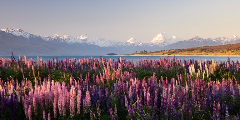 ENCHANTED NEW ZEALAND