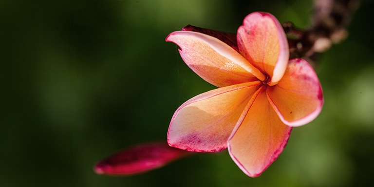 ESCAPE TO THE HEART OF FIJI