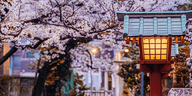 TEA AND TRADITION IN TOKYO