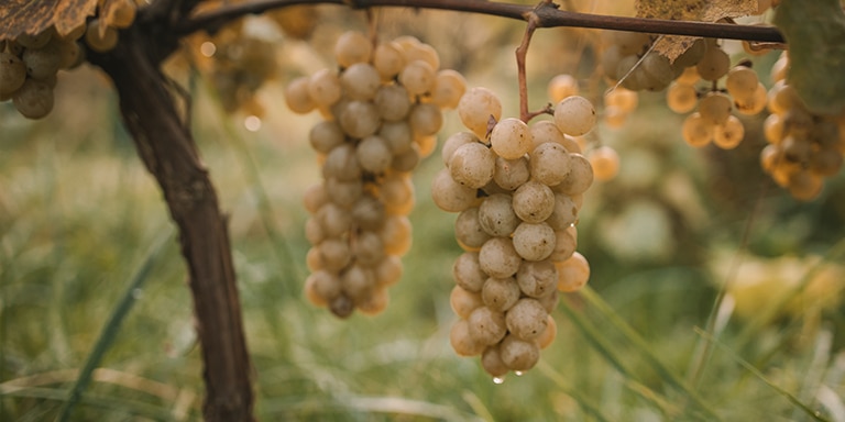 A Day in the Barossa Valley