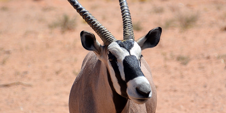 SIR BANI YAS, UNITED ARAB EMIRATES