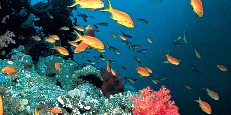 GREAT BARRIER ISLAND ADVENTURE