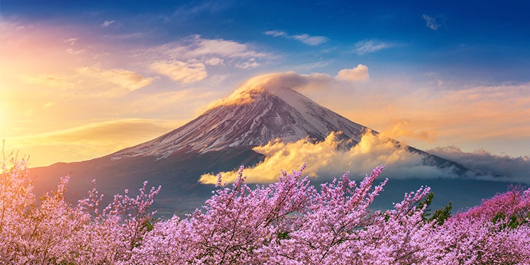 Cherry Blossoms lining Fuji Mountain, Japan