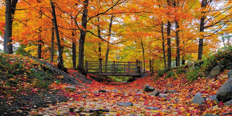 Vibrant Fall Foliage