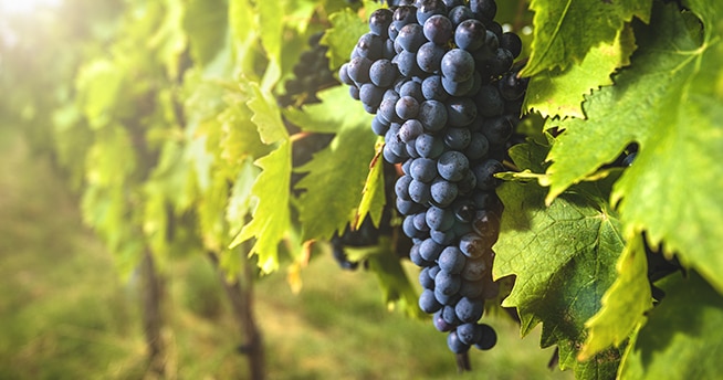 Bordeaux-Weine und Nachhaltigkeit