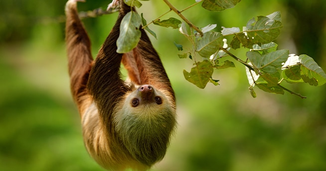 A Sloth Paradise – Give Back to Nature
