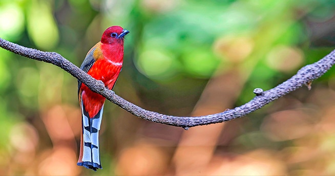 Ecosistema del Parque Nacional Bach Ma