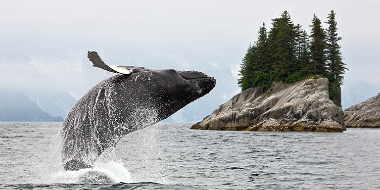 Avistamiento de ballenas y safari fotográfico en el glaciar Mendenhall