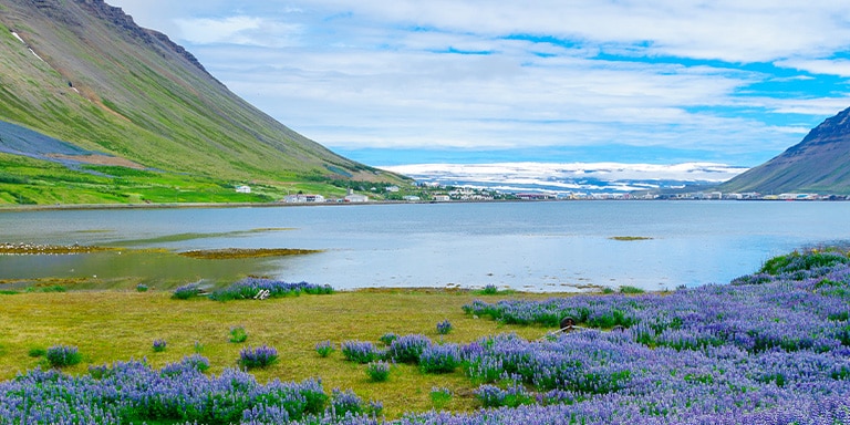 Fjorde und Blumen