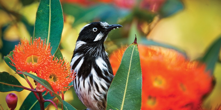 Puffing Billy, Tierwelt und Dandenongs