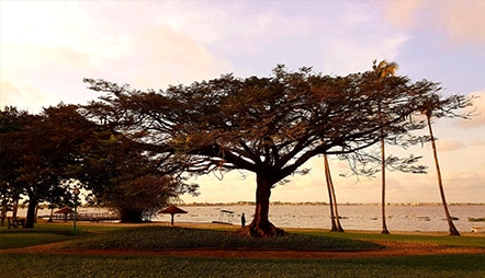 West African Majesty