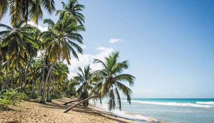 Plams of Puerto Plata