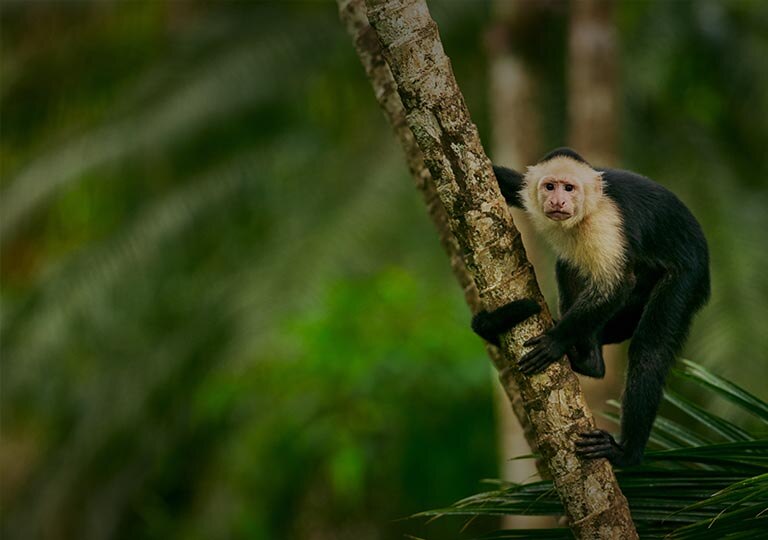 Decades-Long Mystery Of Monkeys Living At Fort Lauderdale Airport